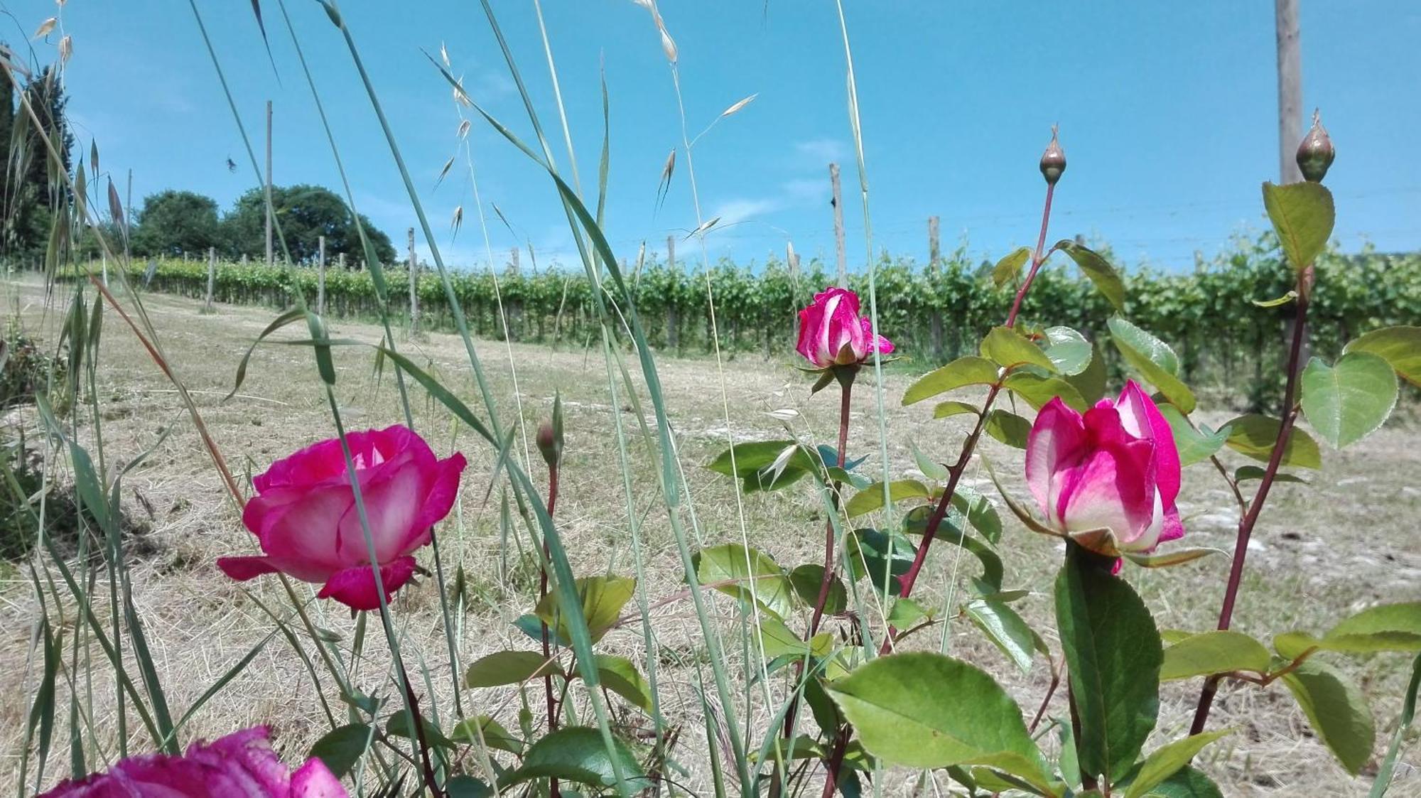 Villa Buonasera Agriturismo Greve in Chianti Dış mekan fotoğraf